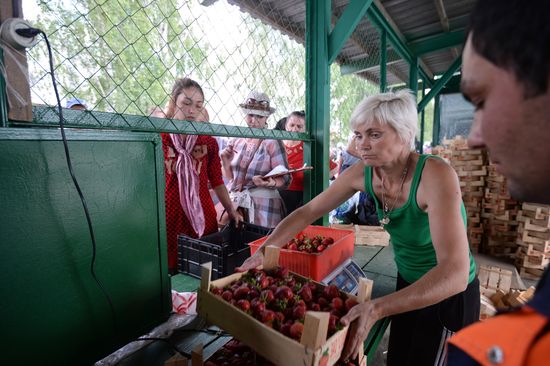 Harvesting strawberries in Moscow region