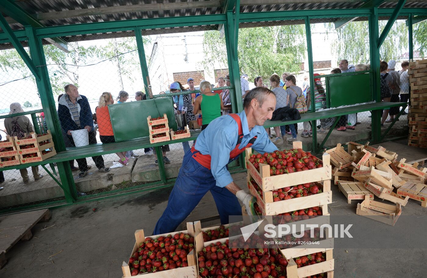 Harvesting strawberries in Moscow region