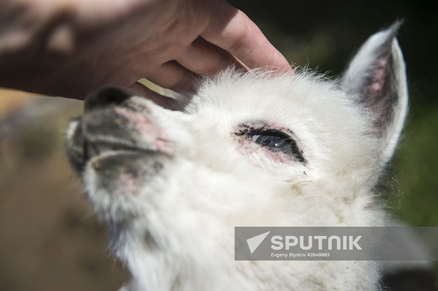 The Russian Alpacas farm
