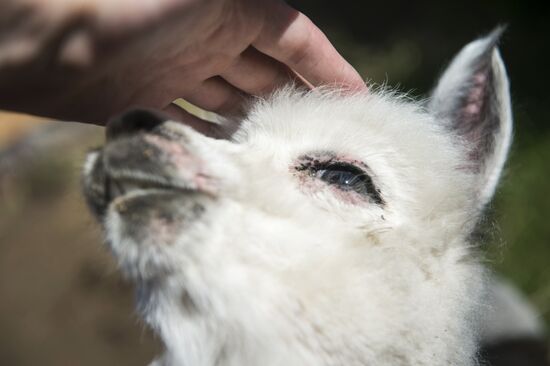 The Russian Alpacas farm