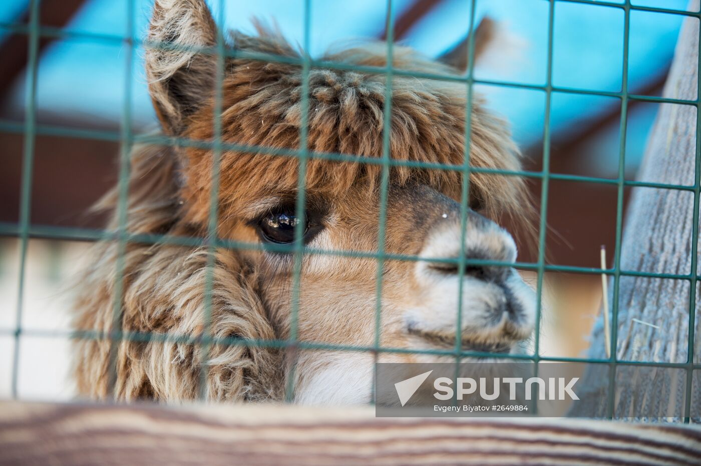 The Russian Alpacas farm