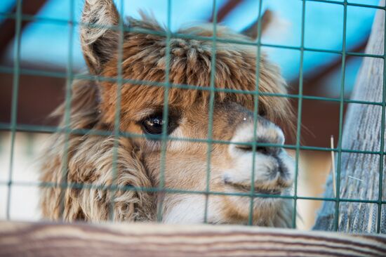 The Russian Alpacas farm