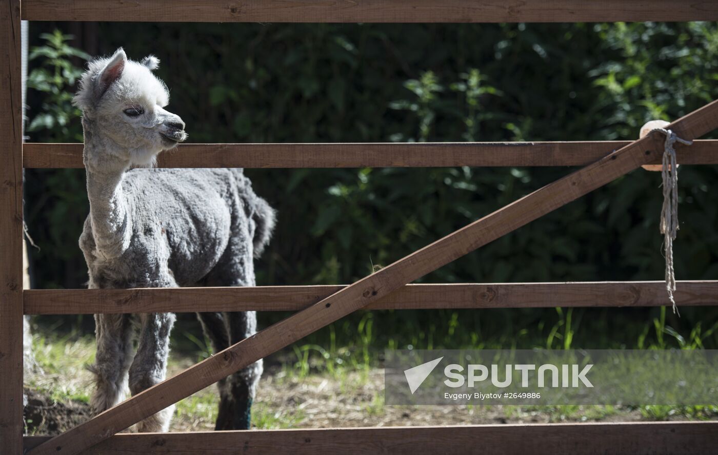 The Russian Alpacas farm