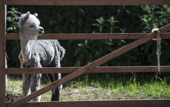The Russian Alpacas farm