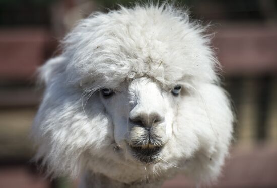 The "Russian Alpacas" farm