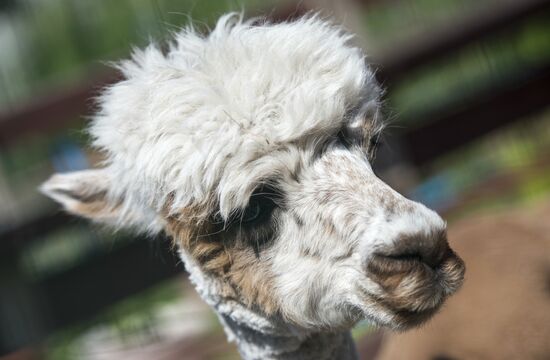 The Russian Alpacas farm