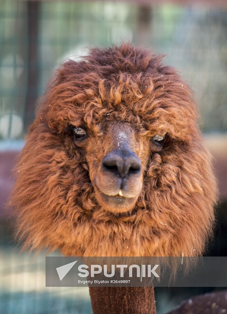 The Russian Alpacas farm
