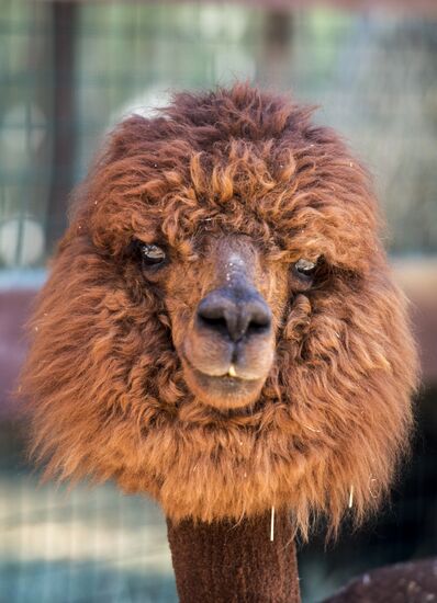 The Russian Alpacas farm