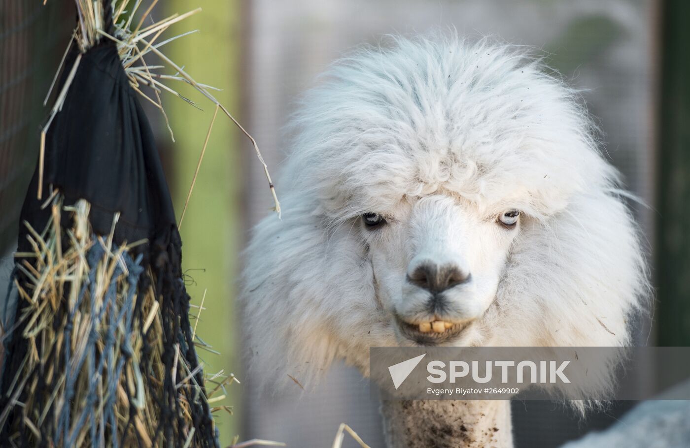 The Russian Alpacas farm