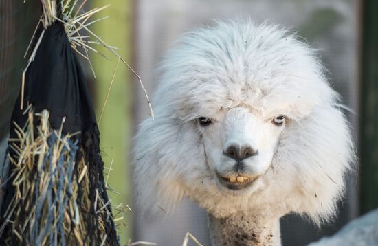 The Russian Alpacas farm