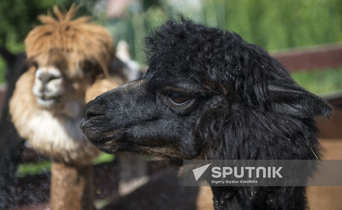 The Russian Alpacas farm