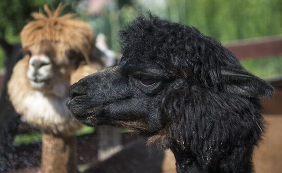 The Russian Alpacas farm