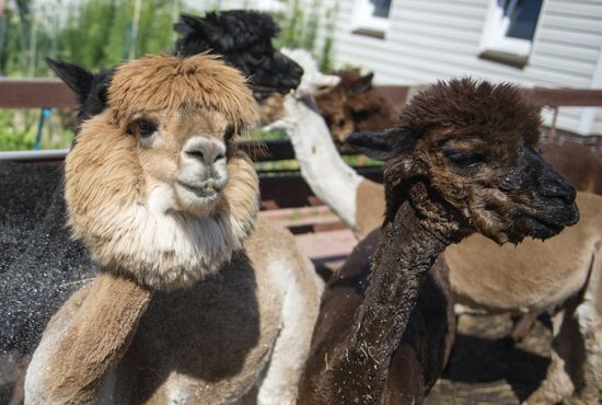 The Russian Alpacas farm