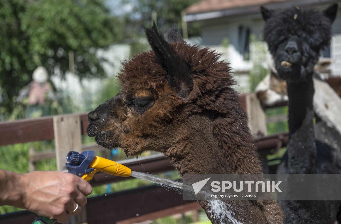 The Russian Alpacas farm