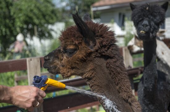 The Russian Alpacas farm