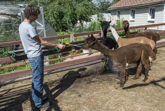 The Russian Alpacas farm