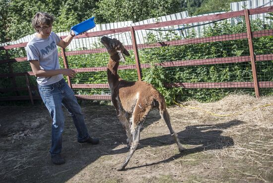 The Russian Alpacas farm