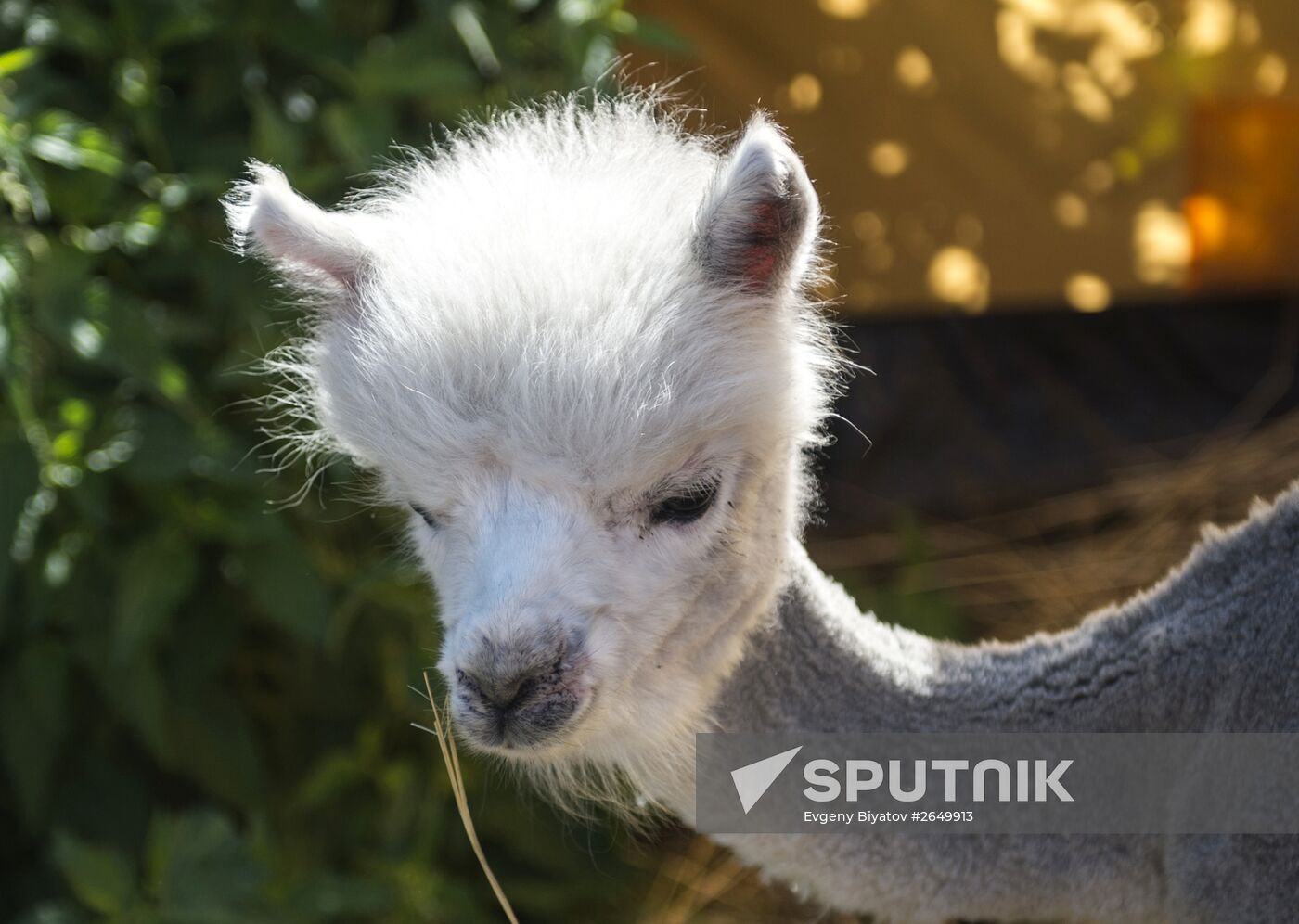 The Russian Alpacas farm
