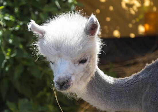 The Russian Alpacas farm