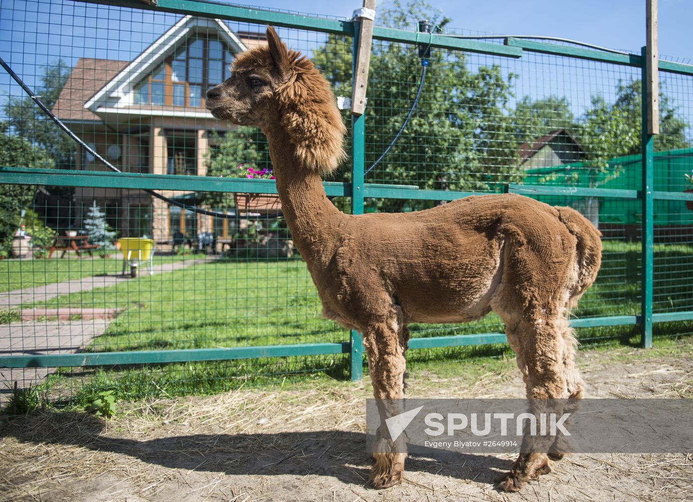 The Russian Alpacas farm