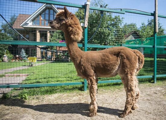 The Russian Alpacas farm