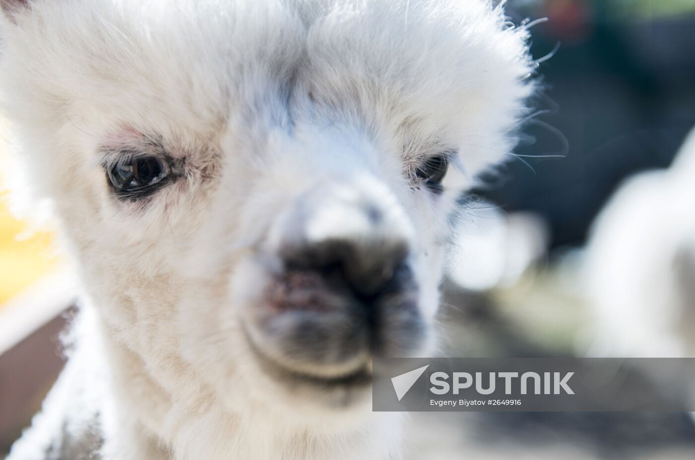 The Russian Alpacas farm