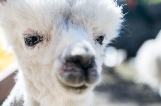 The Russian Alpacas farm