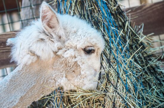 The Russian Alpacas farm