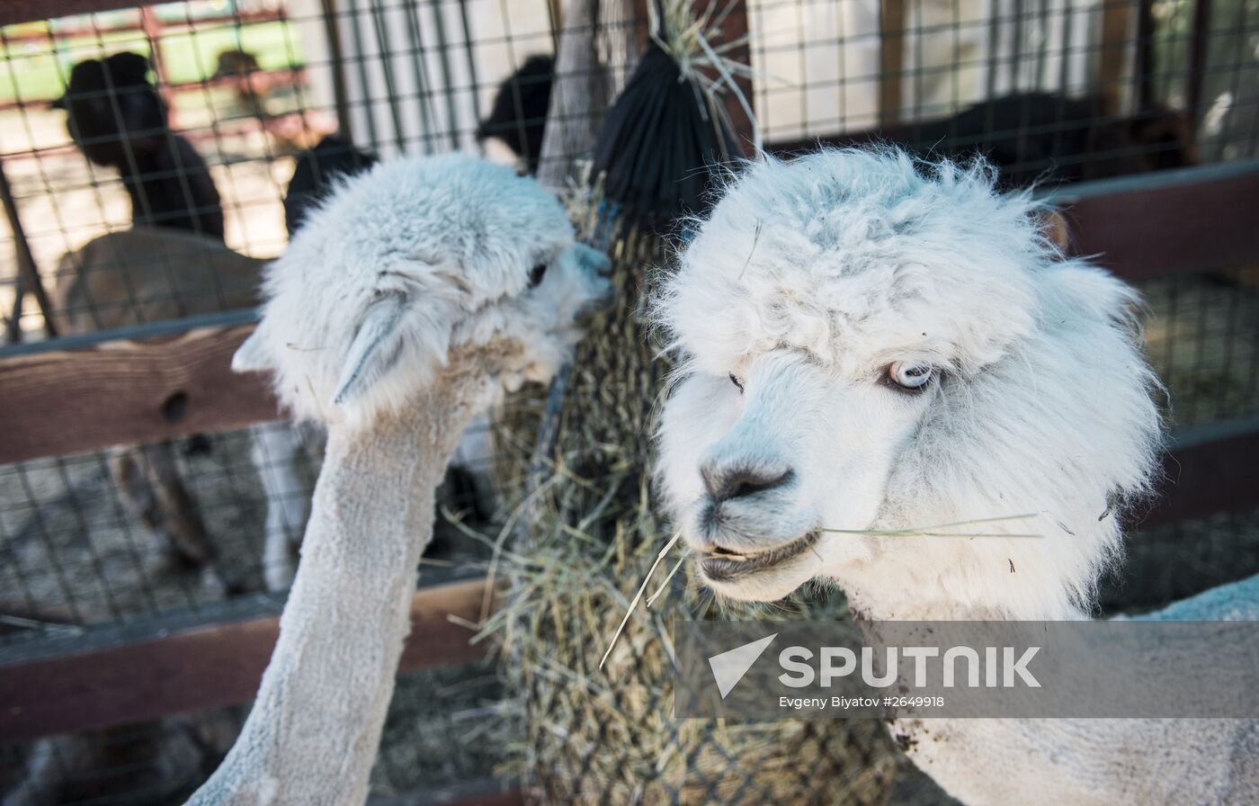 The Russian Alpacas farm