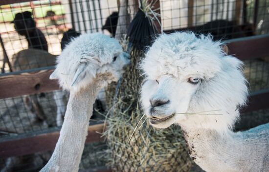The Russian Alpacas farm