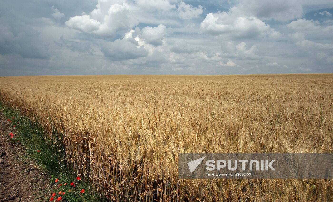 Harvesting crops in Crimea