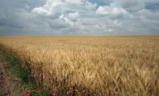 Harvesting crops in Crimea