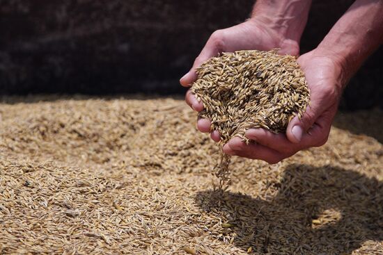 Harvesting crops in Crimea