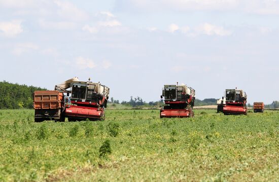Legume conservation at Bonduelle-Kuban enterprise