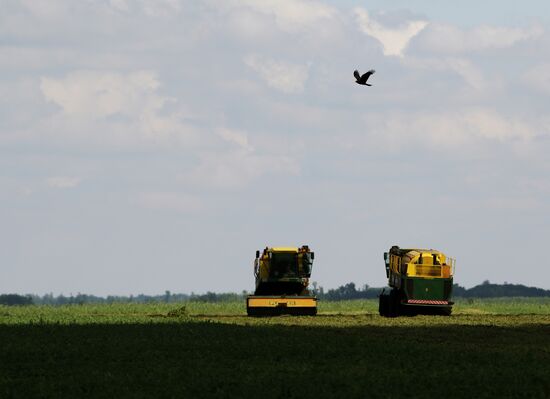 Legume conservation at Bonduelle-Kuban enterprise