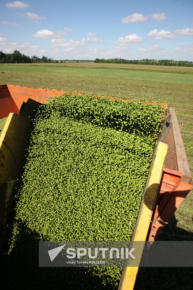 Legume conservation at Bonduelle-Kuban enterprise