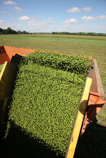 Legume conservation at Bonduelle-Kuban enterprise