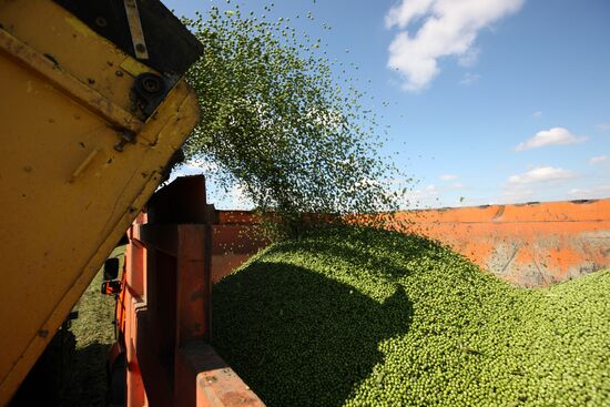 Legume conservation at Bonduelle-Kuban enterprise