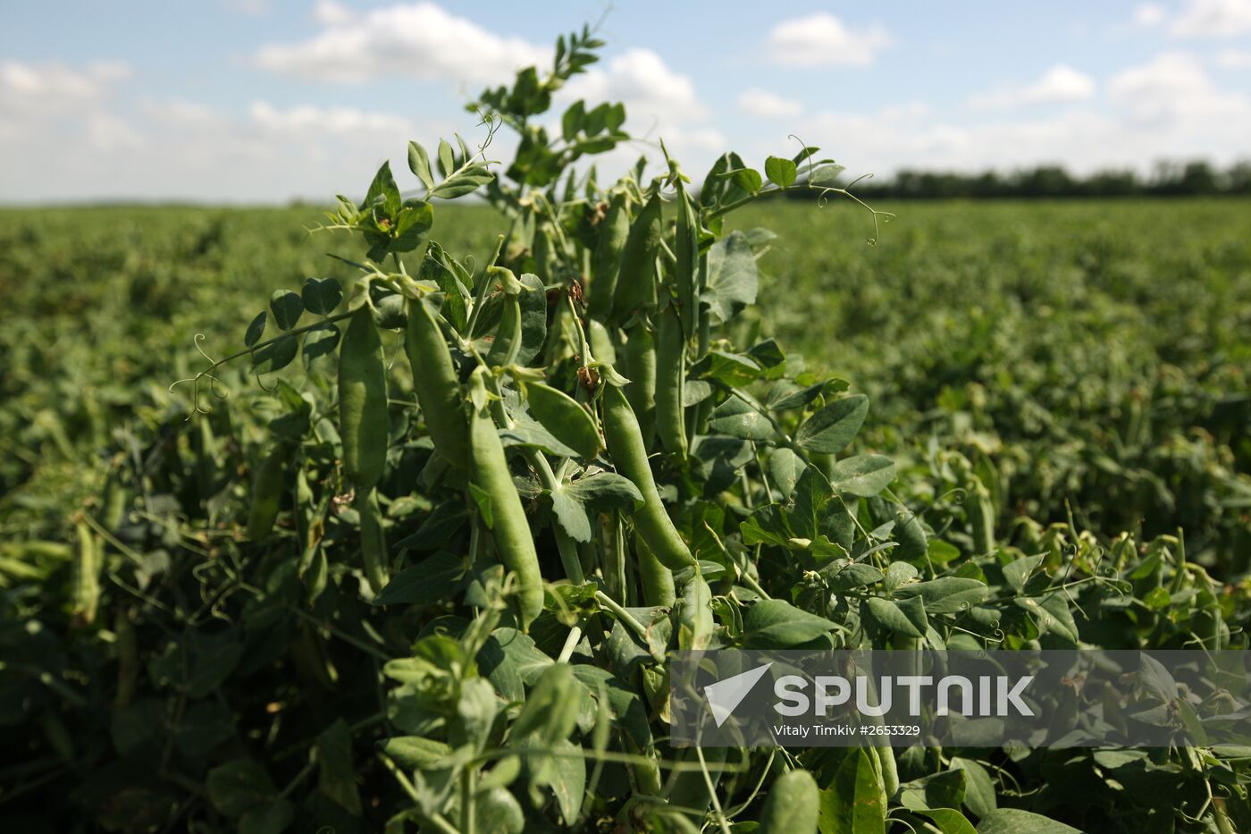 Legume conservation at Bonduelle-Kuban enterprise