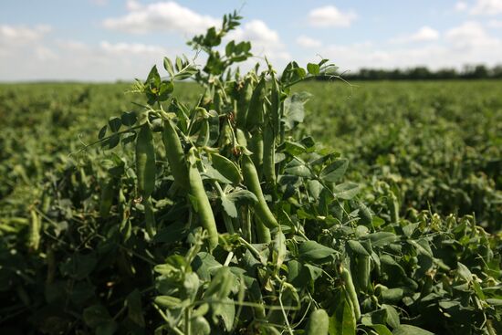 Legume conservation at Bonduelle-Kuban enterprise