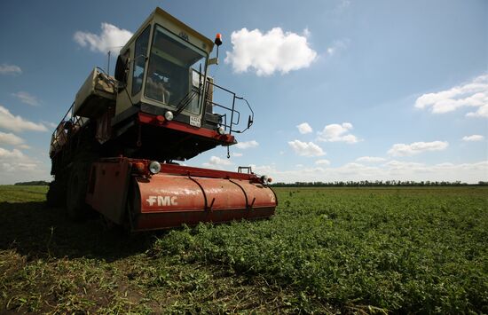 Legume conservation at Bonduelle-Kuban enterprise
