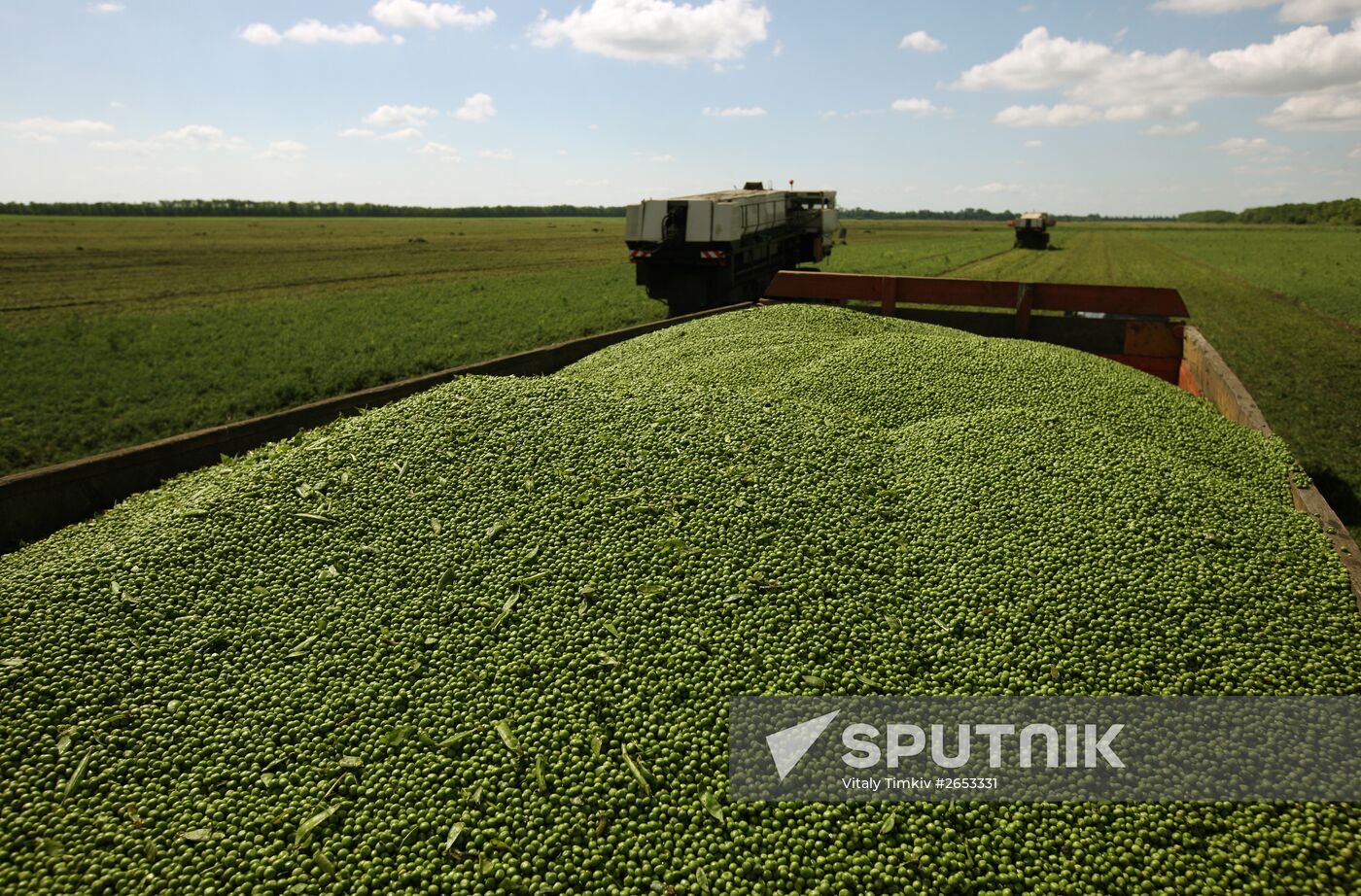 Legume conservation at Bonduelle-Kuban enterprise