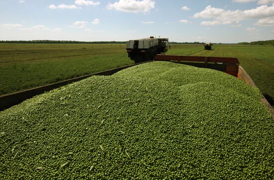 Legume conservation at Bonduelle-Kuban enterprise