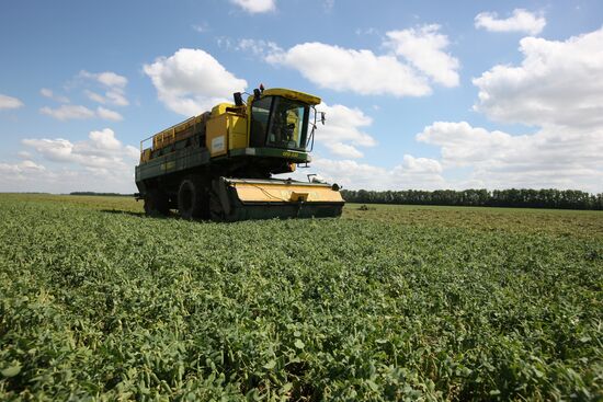 Legume conservation at Bonduelle-Kuban enterprise
