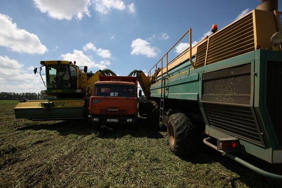 Legume conservation at Bonduelle-Kuban enterprise