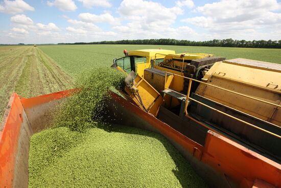 Legume conservation at Bonduelle-Kuban enterprise