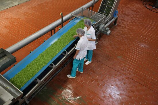 Legume conservation at Bonduelle-Kuban enterprise