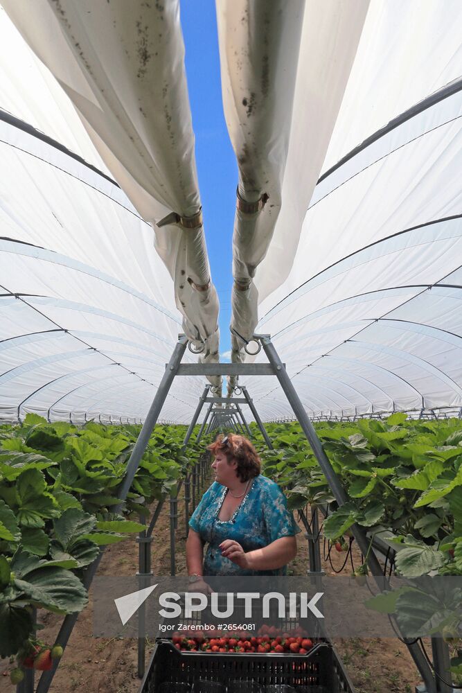 Strawberry growing at Orbita-Agro, Kaliningrad Region