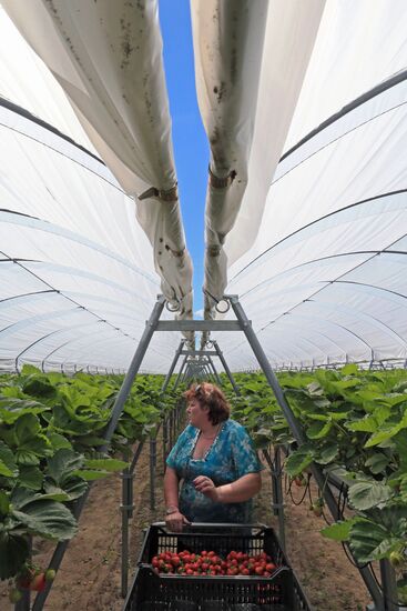 Strawberry growing at Orbita-Agro, Kaliningrad Region