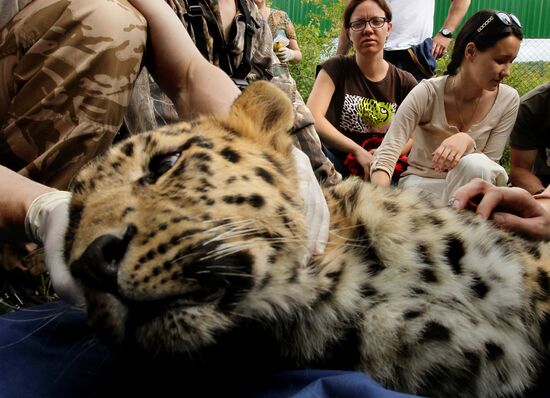 Tiger rehabilitation center in Primorye